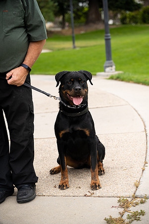 veni and pam dog training 2022-39