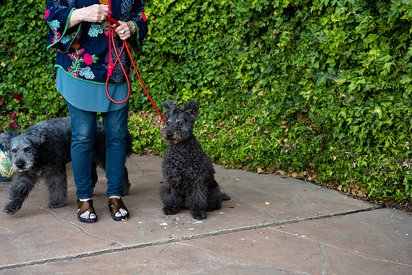 veni and pam dog training 2022-71