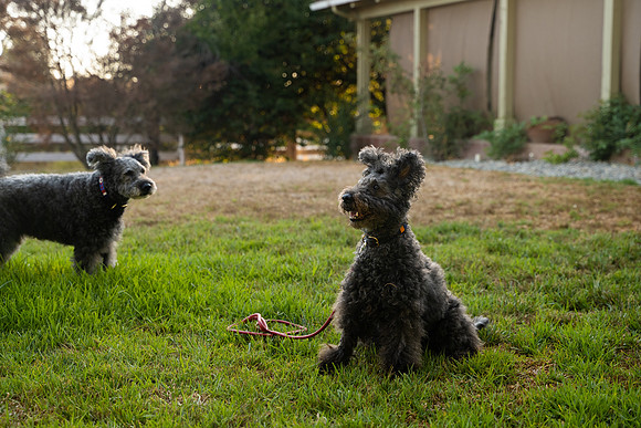 veni and pam dog training 2022-97