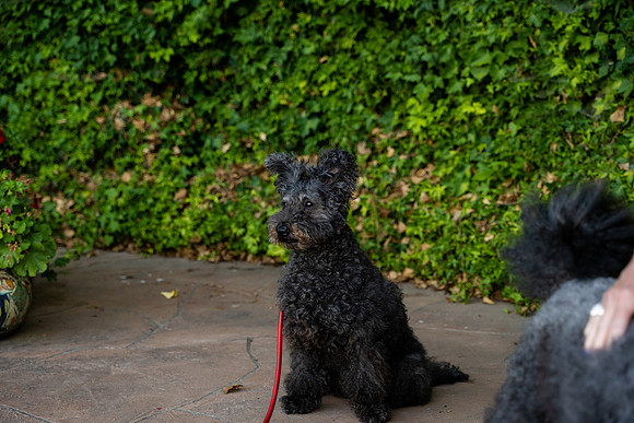 veni and pam dog training 2022-65
