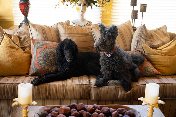 veni and pam dog training 2022-51