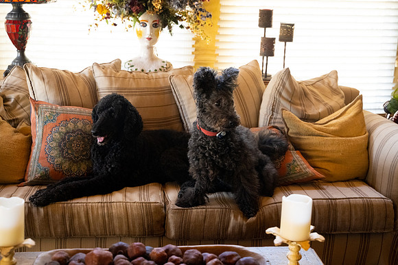 veni and pam dog training 2022-49